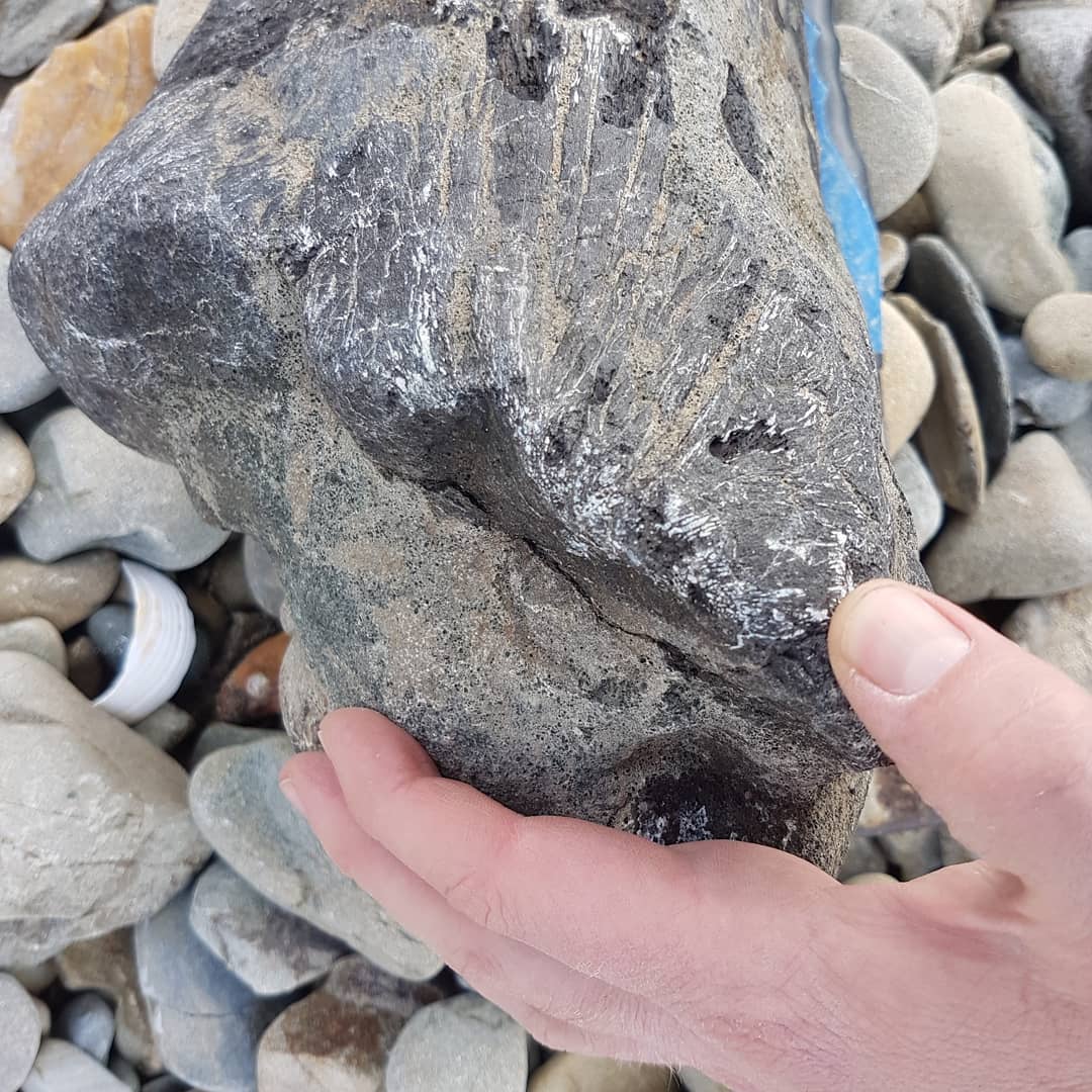 Edit: Looks like it is a bill fish!!

I think I've just found a dolphin or whale skull!! Its my most random fossil find ever. I stopped to have a break from driving, walked onto the beach and there it was! Thought it was some petrified wood at first! 

I might be imagining it, but the one part looks like an ear bone! 😁

I'm still buzzing from finding this!! 😆

Edit: thanks @trevor.clarke4 and @a_fools_experiment for the ID of bill fish!

           