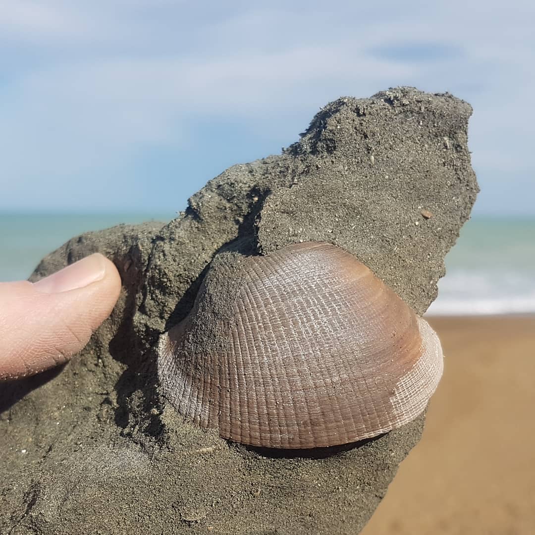 A beautiful,  large fossil bivalve we just found on the beach here in South Canterbury. I don't often find them undamaged and this large 😁 the siltstone is nice and soft as well, not like the rock I usually have to work on.

           