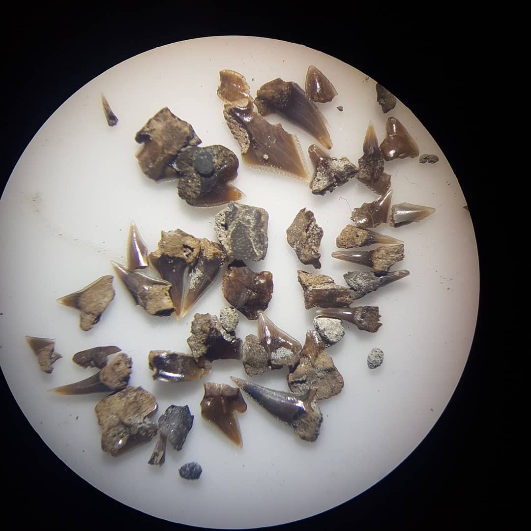 New video up! 50+ small fossil shark teeth and some other fossils. It's up on my YouTube channel. I've also started a Patreon page with some additional videos every month and will feature updates on some of my secret projects 😁

           