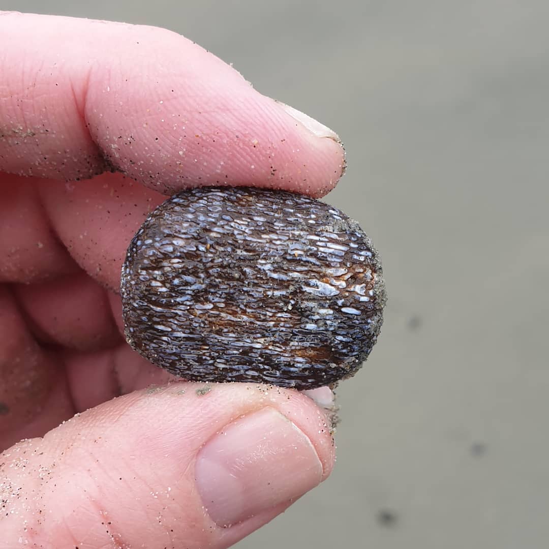 A beautiful section of agatized bone I found on the beach yesterday. Possible something like a dolphin or whale. The bone has been replaced with minerals and perhaps something quite silica rich in this instance. It was glowing amongst all the bits of stone 🤩

           