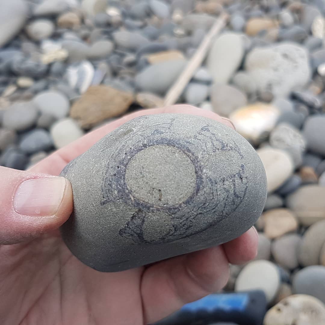 A nice shark vertebrae concretion, so many verts in there... hopefully a tooth or two as well 😁