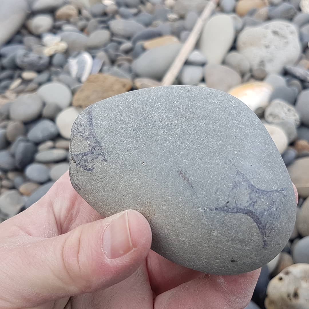 A nice shark vertebrae concretion, so many verts in there... hopefully a tooth or two as well 😁