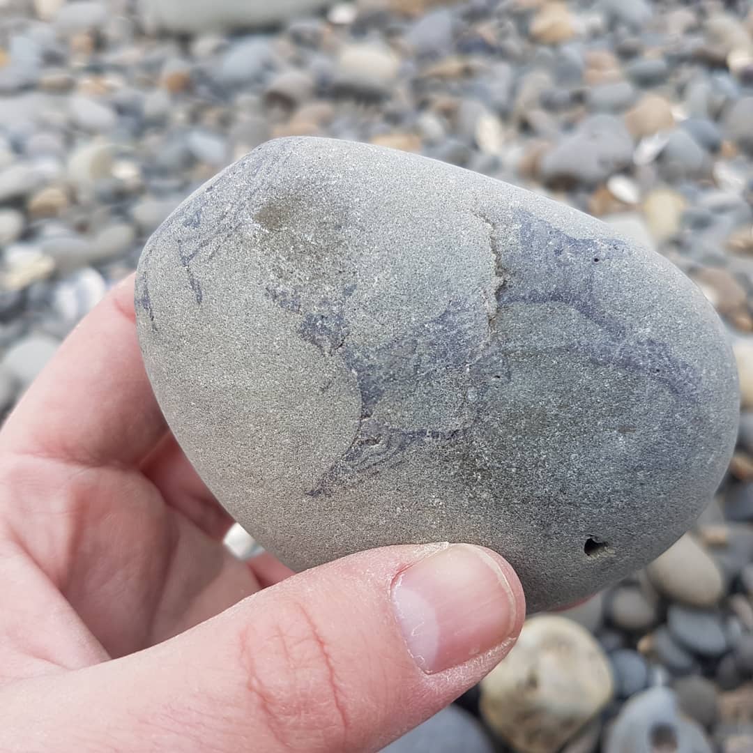 A nice shark vertebrae concretion, so many verts in there... hopefully a tooth or two as well 😁