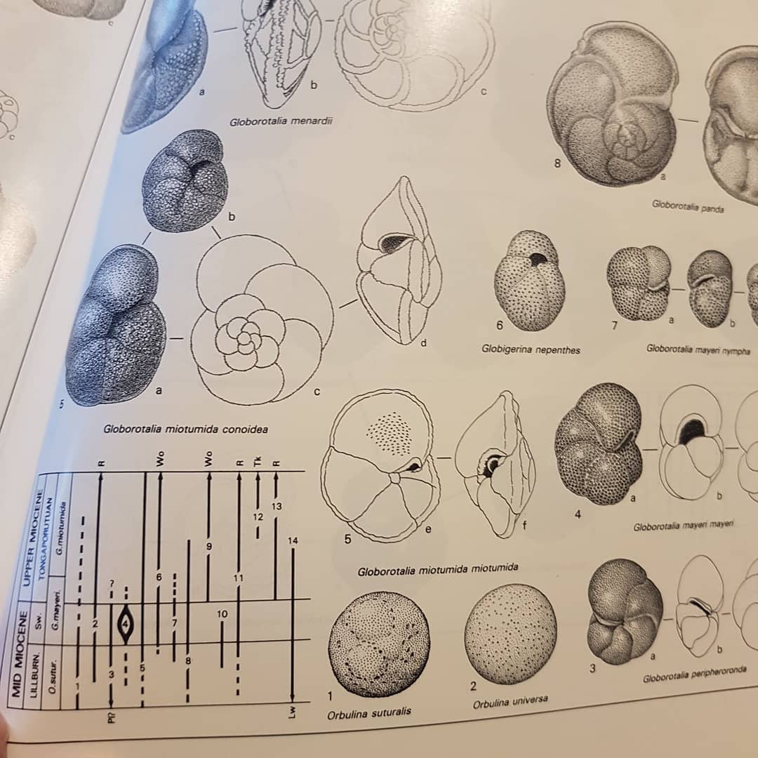 My New Zealand fossil books arrived! Hoping to use the forams to date the layer the shark teeth was found in, thanks @paleo_craig for your help with this.

These books are available from the @gnsscience website as. Shipping was really quick, one business day after ordering!

       