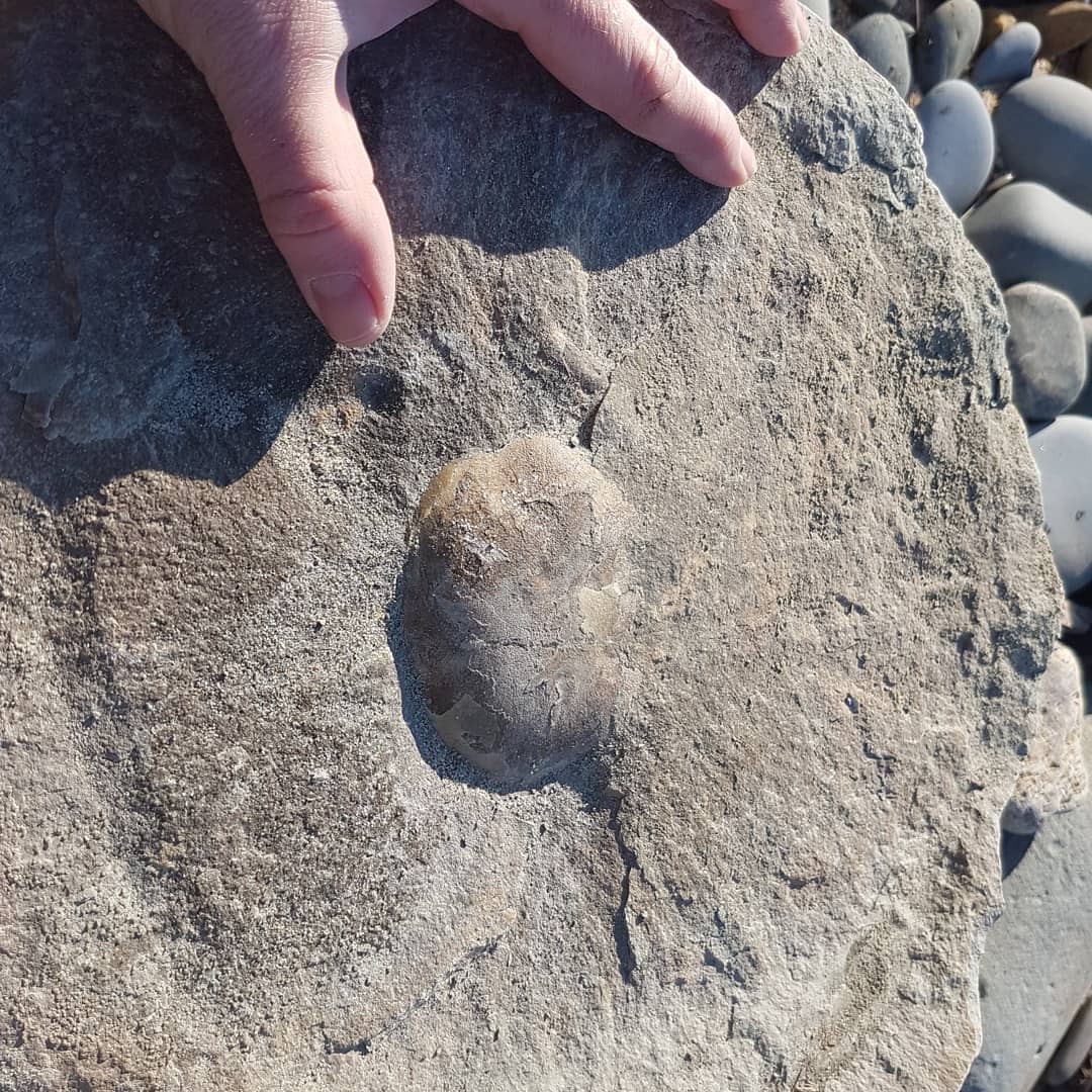 A big crab and a little crab I carried home this morning. The big crab weighs about 30kg and the tiny crab about 100 grams 😁 the big crab looks to be 99% complete, maybe even some leg tips in there!

            