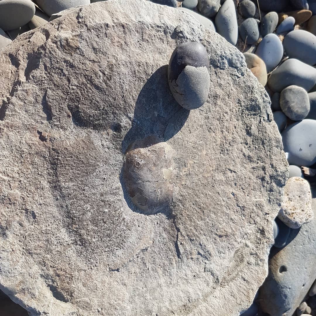 A big crab and a little crab I carried home this morning. The big crab weighs about 30kg and the tiny crab about 100 grams 😁 the big crab looks to be 99% complete, maybe even some leg tips in there!

            