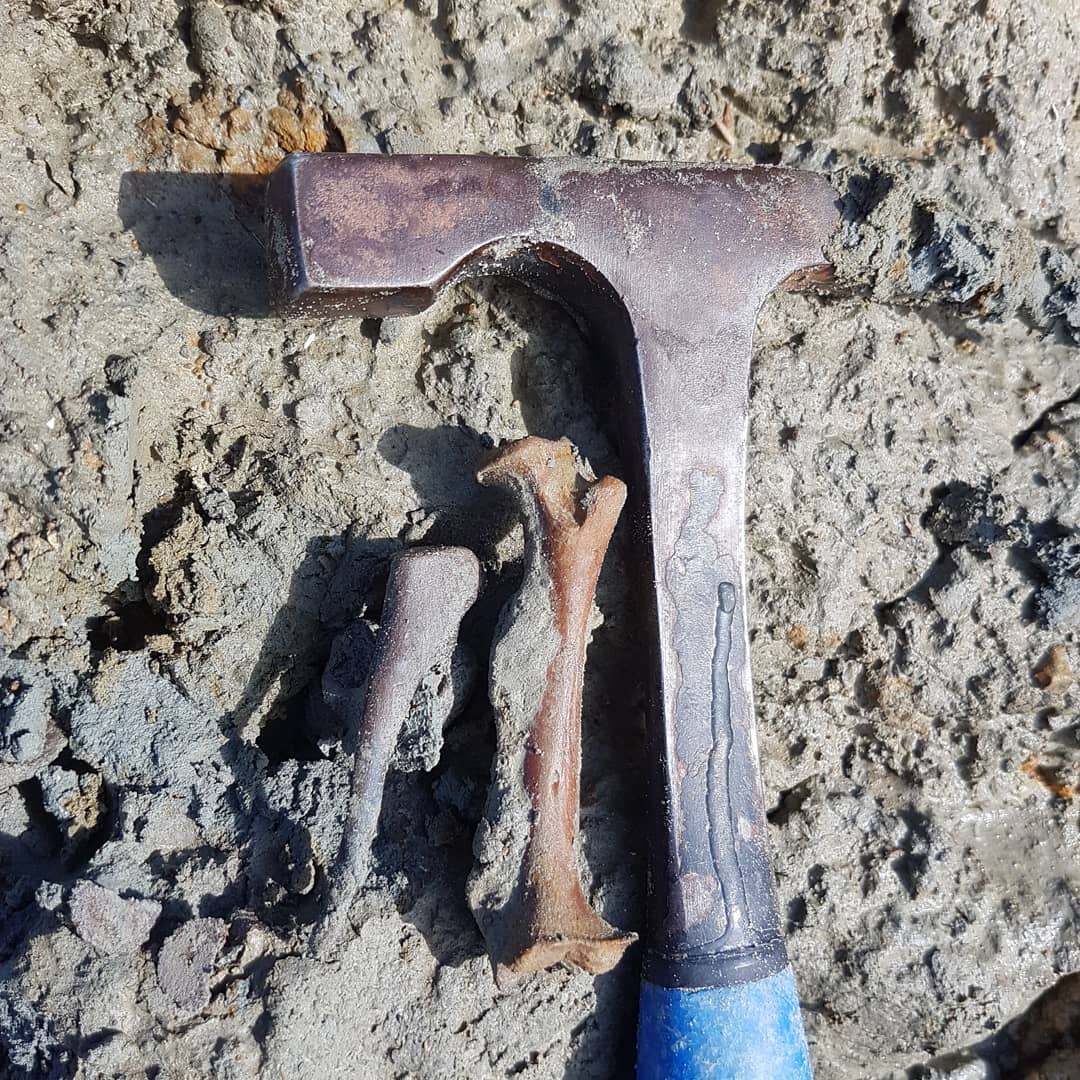 Found a collection of bones in a clay layer today. Not sure if they are modern and just got mixed in with the clay during heavy rains. 🤔 anyone recognize the animal it could be from? The scapula looks like it could be recognizable to someone.

Maybe I just found the remains of some fossil hunter's lunch 😁

         