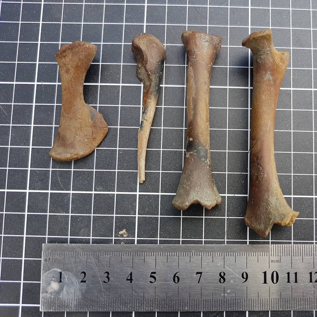 Found a collection of bones in a clay layer today. Not sure if they are modern and just got mixed in with the clay during heavy rains. 🤔 anyone recognize the animal it could be from? The scapula looks like it could be recognizable to someone.

Maybe I just found the remains of some fossil hunter's lunch 😁

         