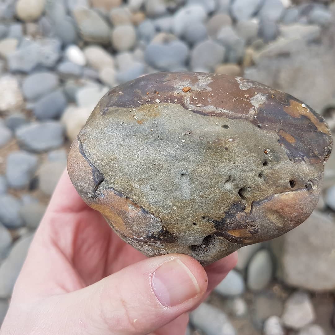 A rather worn Metacarcinus novaezelandiae I came across today. Might be worth removing some of the rock to have a peek at it. A shame the claws are so worn away. 🦀🦀

      