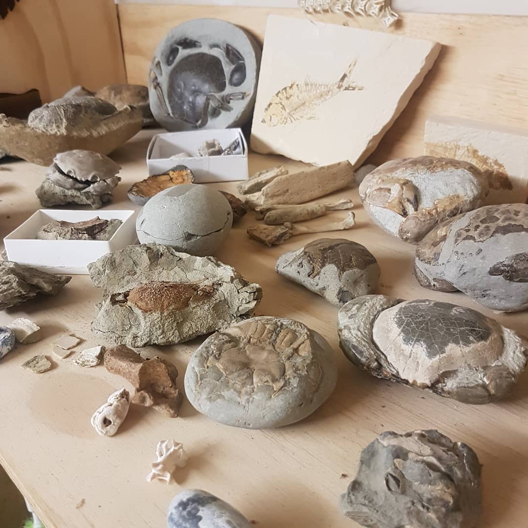 I'll be showing some of my fossils and giving a short talk on some of the fossils I have found over the last while at the Christchurch Mineral and Lapidary Club at 110 Waltham Road, Christchurch. Entrance is $5 I think as a club guest. All welcome 😁 I have a sneak preview of something pretty cool I've found 🤐 Thursday 10 Sept 2020 at 7 30pm

Pictured are some of my crabs 🦀

        