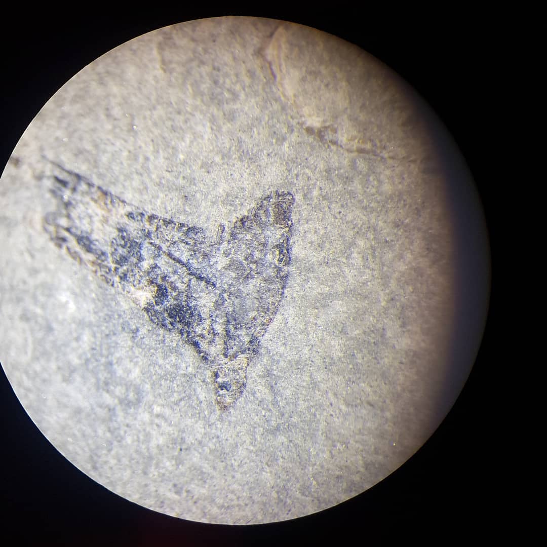 Time to play my favourite Sunday night game, fish-or-not-fish, with my latest fossil find 😁 found this little bone cluster yesterday and the there appears to be a very definite joint in the one section.

So vertebrate fossil experts, please let me know what you think 😀

Found in a Miocene coastal deposit

         