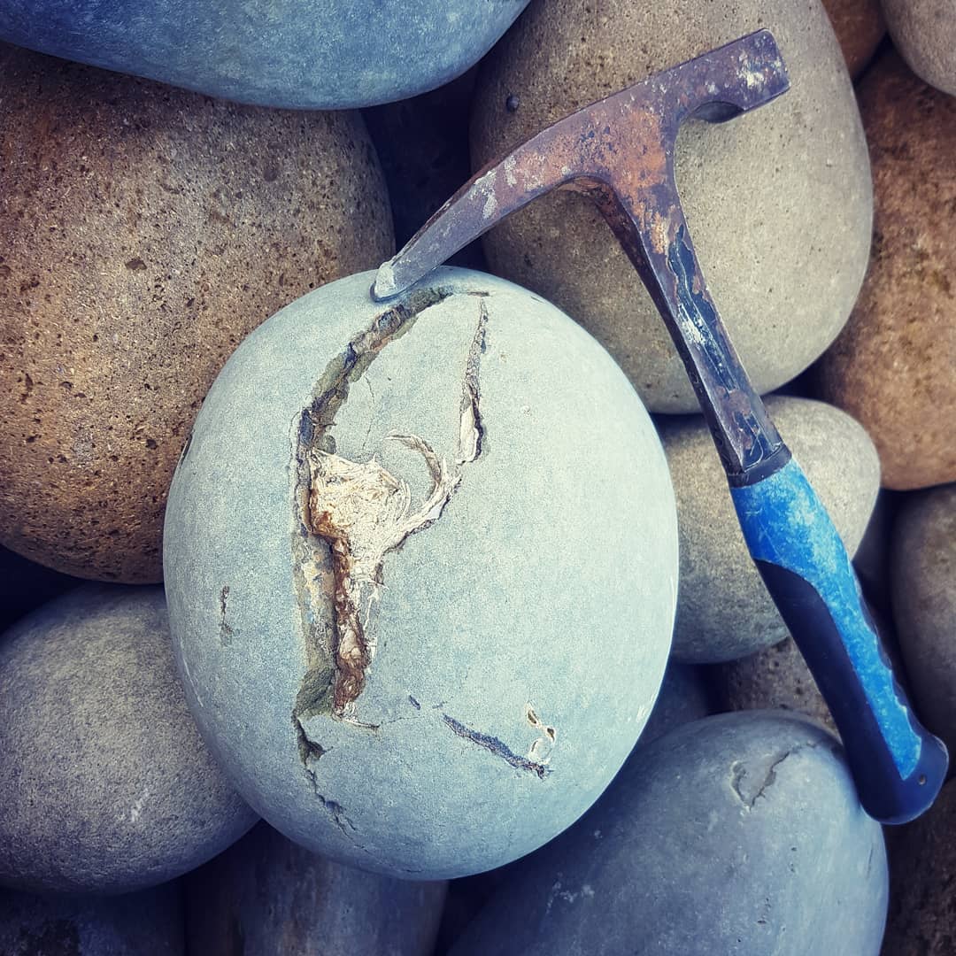 Didnt find much today other than this.large nautiloid, but it made the big hike worthwhile 😁 it looks to be in pretty good shape as well.

       