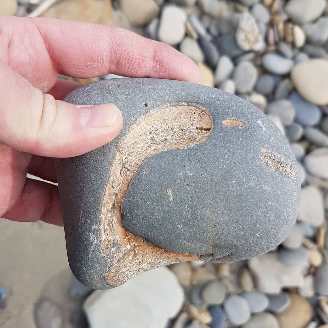 I think I found my third ever cetacean ear bone! This looks to be the worn bulla of what I am guessing is a whale based on the size. Swipe for the back view of the rock which looks to have some other bones in it.

           