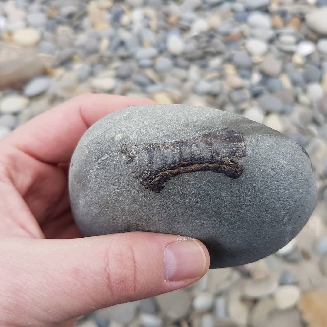 Looks like I found a bunch of shark verts in a concretion, not as fortunate as @nz_paleo to have teeth in it though 😁 maybe there is one hiding in there somewhere 🤔

         