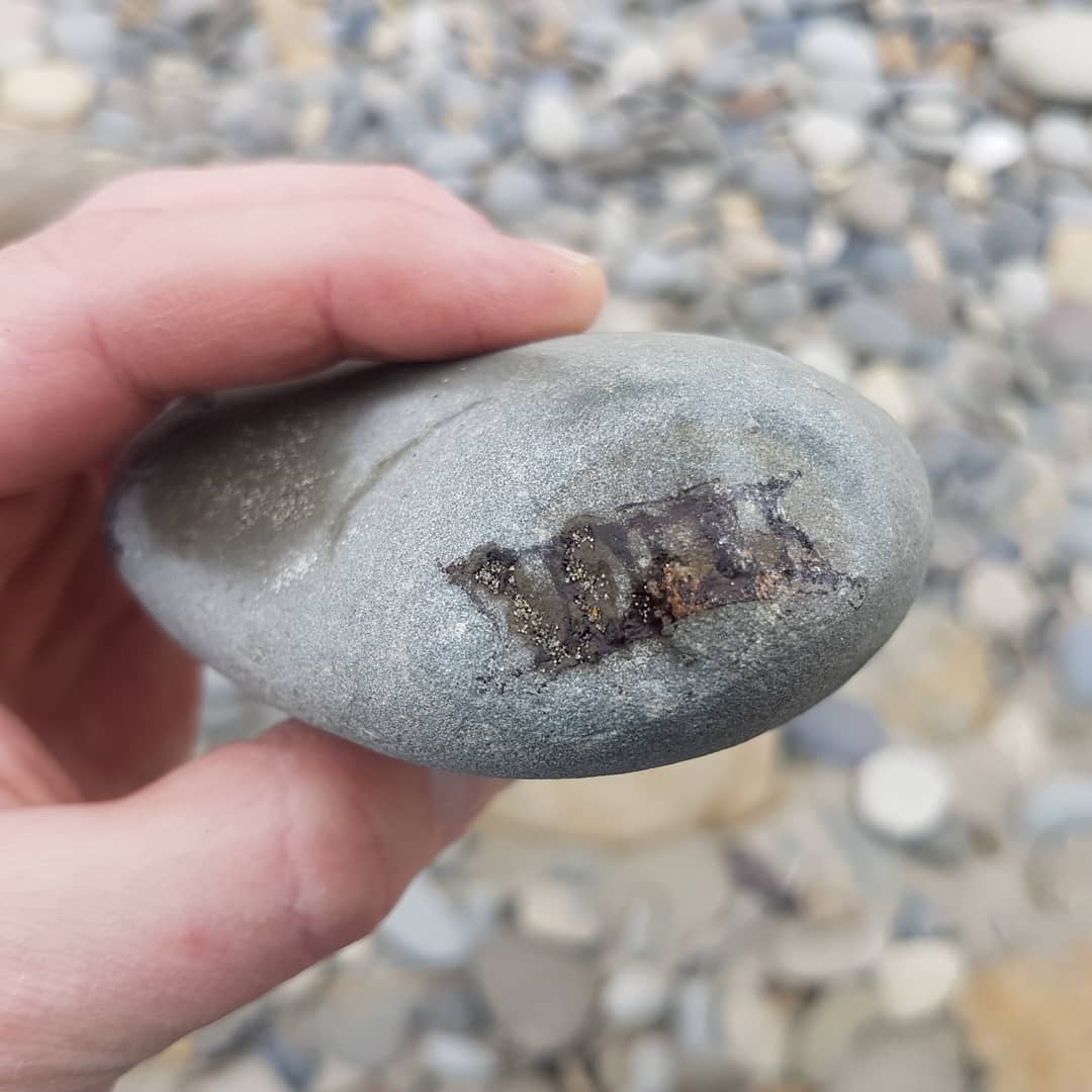 Looks like I found a bunch of shark verts in a concretion, not as fortunate as @nz_paleo to have teeth in it though 😁 maybe there is one hiding in there somewhere 🤔

         