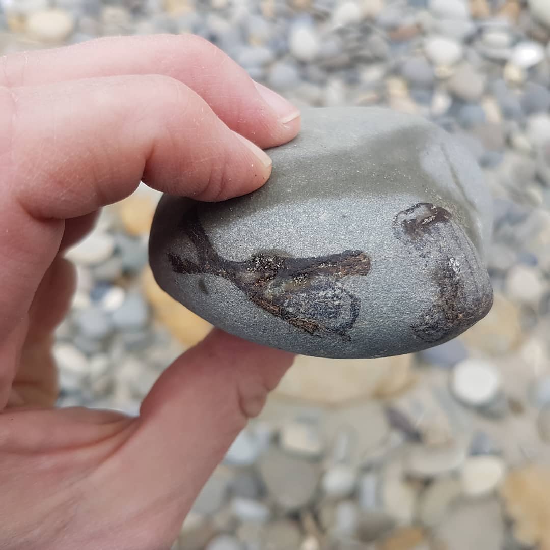 Looks like I found a bunch of shark verts in a concretion, not as fortunate as @nz_paleo to have teeth in it though 😁 maybe there is one hiding in there somewhere 🤔

         