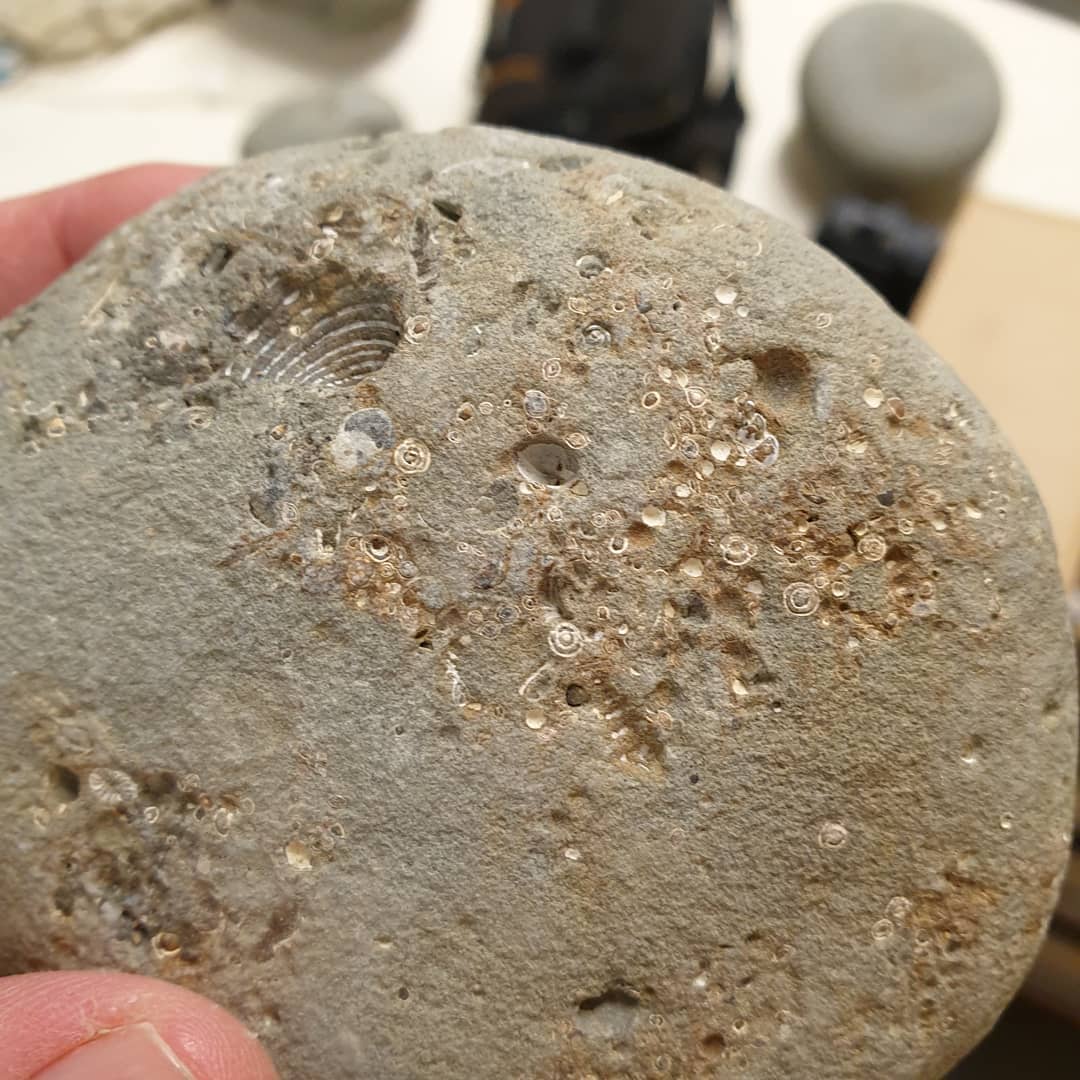@paleo_craig spotted this concretion in amongst my collection and identified it as a huge amount of foraminifera (forams) 😯 They are tiny single cell creatures that live throughout the oceans and other bodies of water... I thought they were just tiny shells 😂

Forams can be used to get an idea of the age of an area which could be very useful as there isn't too much info available about the area where I found it.

                