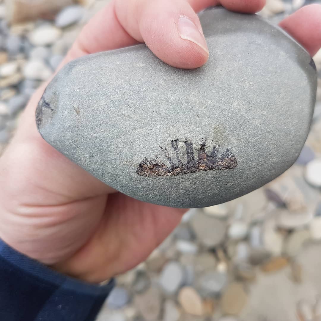 Looks like I found a bunch of shark verts in a concretion, not as fortunate as @nz_paleo to have teeth in it though 😁 maybe there is one hiding in there somewhere 🤔

         