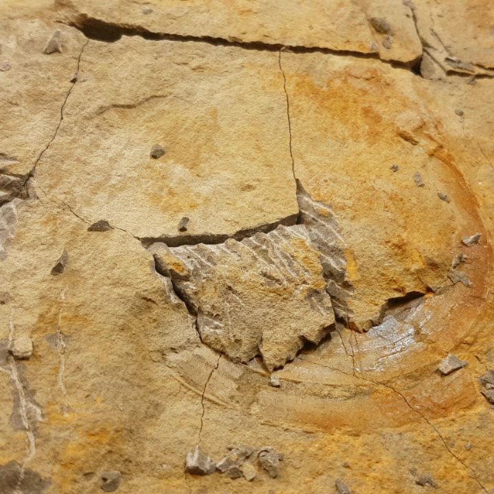 So satisfying when a large chunk of rock flakes away! Busy prepping that large shark vertebrae I found recently.

      