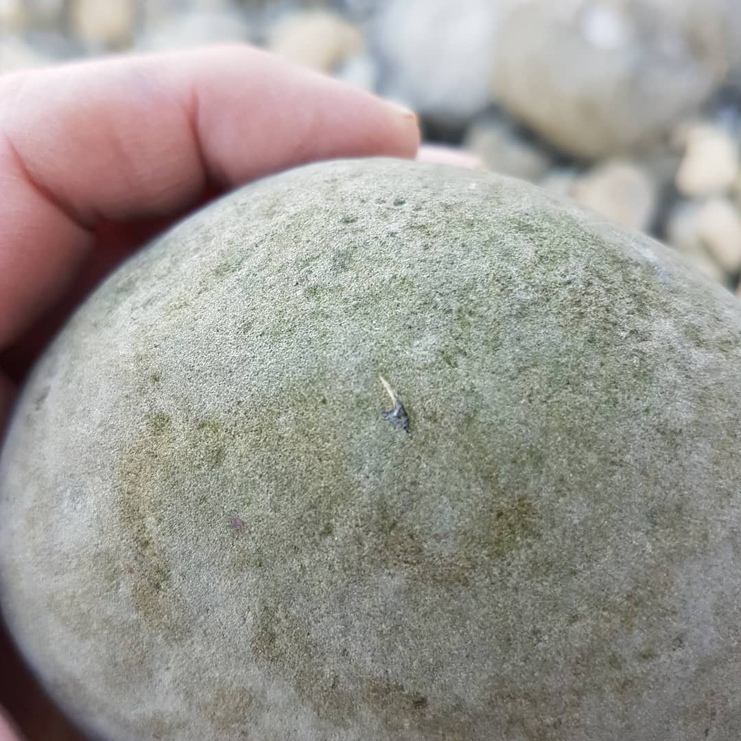 A very small suspected sawshark rostral spine I found on the weekend. There are more bits in the concretion so its having a soak in some acid to see if anything emerges 🤞Miocene era coastal deposit. 

         