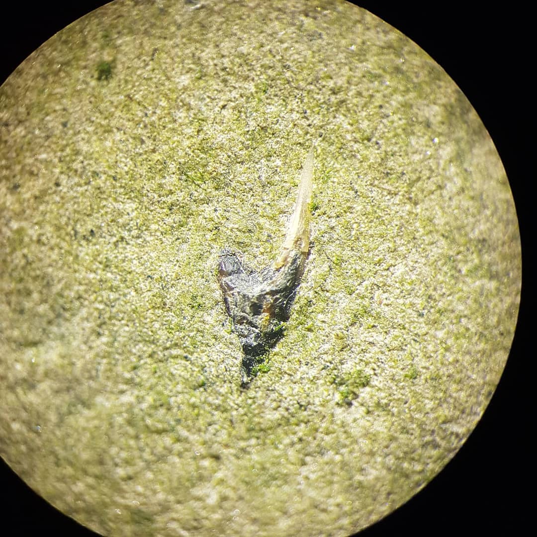 A very small suspected sawshark rostral spine I found on the weekend. There are more bits in the concretion so its having a soak in some acid to see if anything emerges 🤞Miocene era coastal deposit. 

         