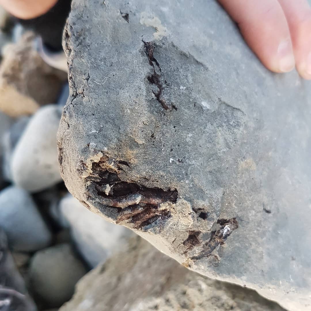 Early morning session produced this mystery piece. Looks fishy 🤔 leave a comment if you have any idea please 🤞 found in a Miocene coastal deposit here in New Zealand

          