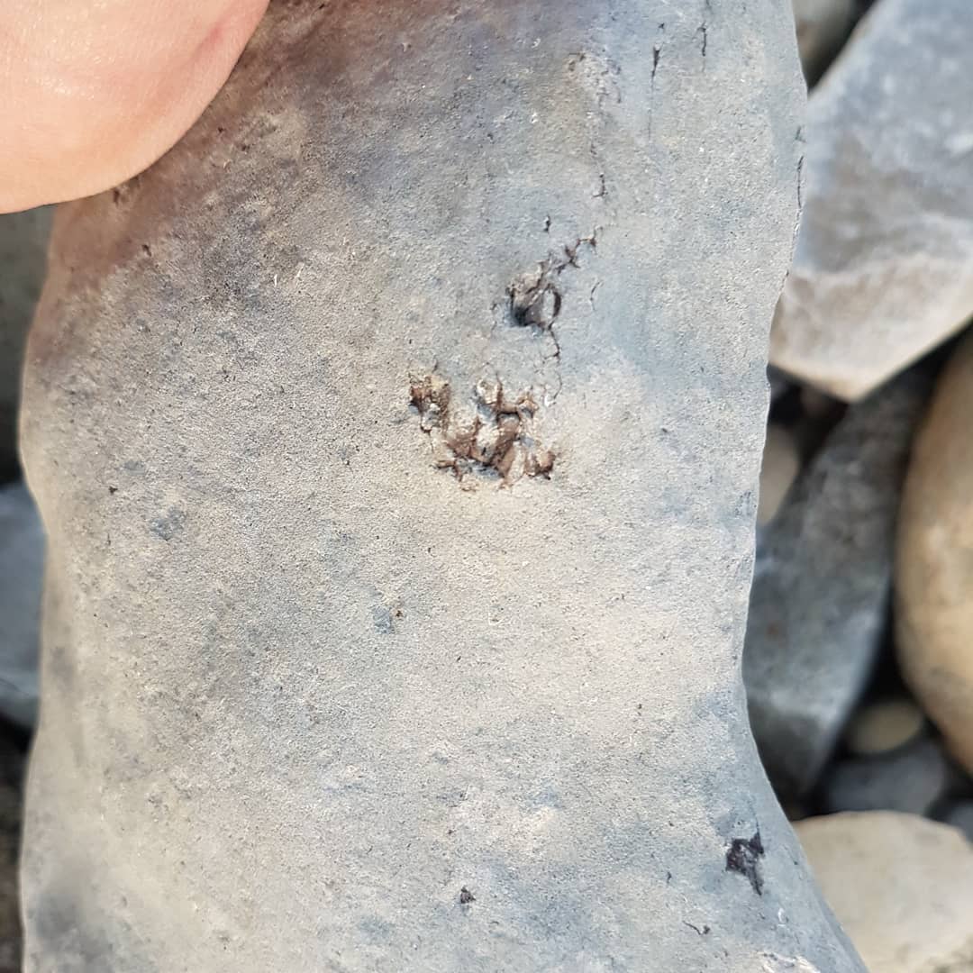 Early morning session produced this mystery piece. Looks fishy 🤔 leave a comment if you have any idea please 🤞 found in a Miocene coastal deposit here in New Zealand

          