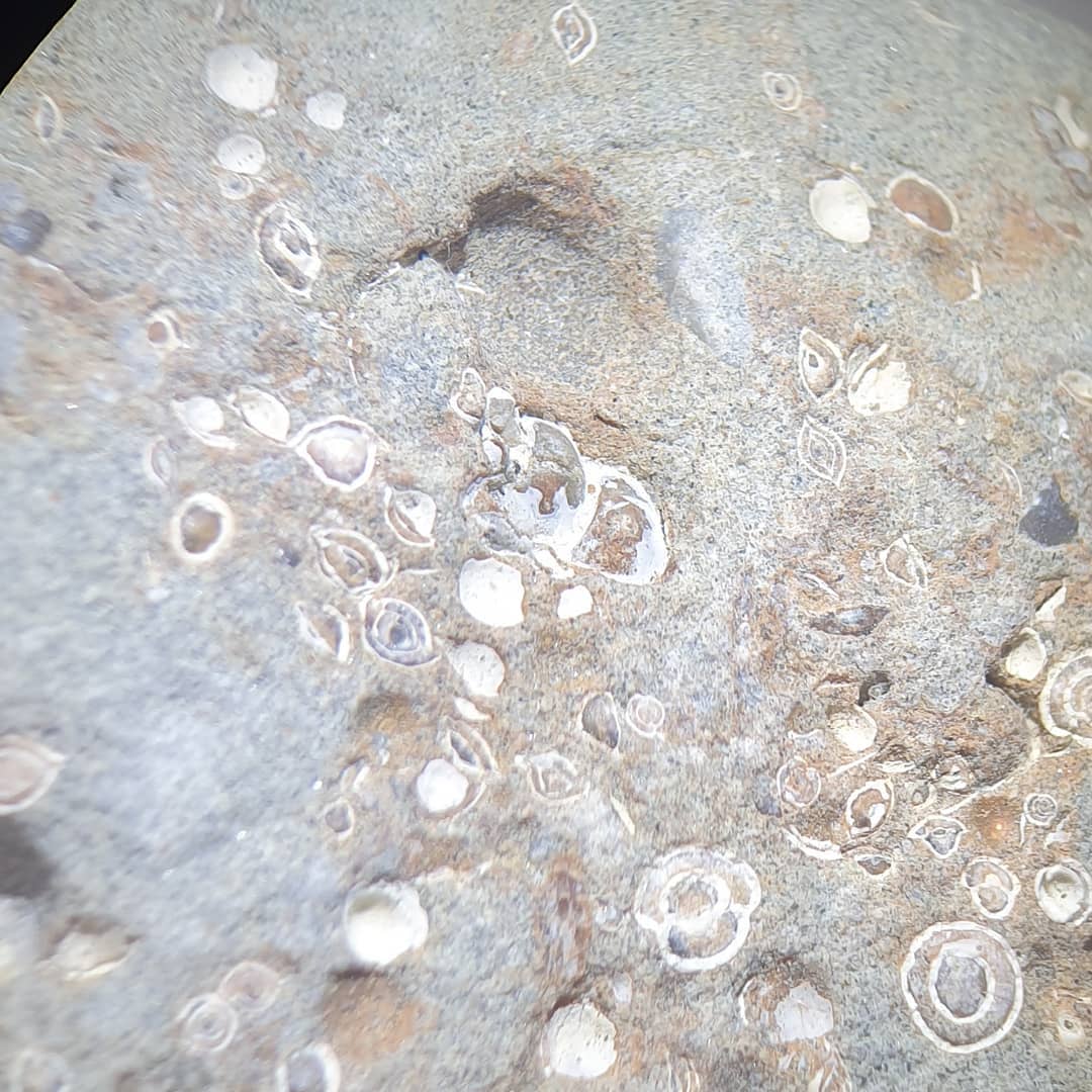 @paleo_craig spotted this concretion in amongst my collection and identified it as a huge amount of foraminifera (forams) 😯 They are tiny single cell creatures that live throughout the oceans and other bodies of water... I thought they were just tiny shells 😂

Forams can be used to get an idea of the age of an area which could be very useful as there isn't too much info available about the area where I found it.

                