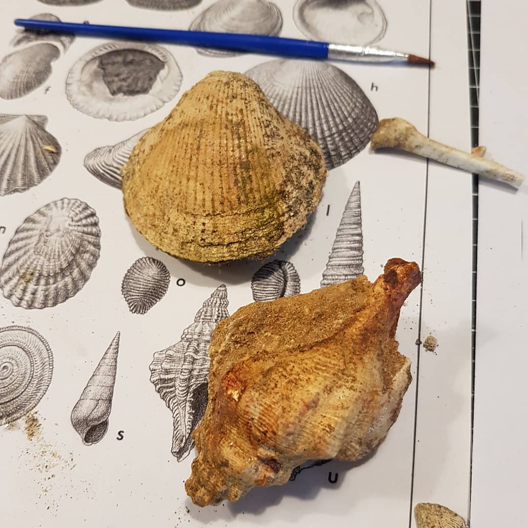 I managed to clean up the fossil shells and ID the species, turns out that the age is Eocene. Much older than I thought it would be! I used a great book by Beu and Maxwell which is available as a free 502 page PDF. Link is on my website mamlambofossils.com 

          