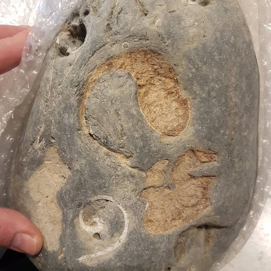 One of my best fossil finds, cetacean ear bones, is on it's way to Te Papa Tongarewa - Museum of New Zealand, for further study. It's quite rare to find the bulla  and periotic together like this and it was my first ever ear bones that I found so will always be special to me.

Hopefully I will be able to give an update on it in the future 😁

       