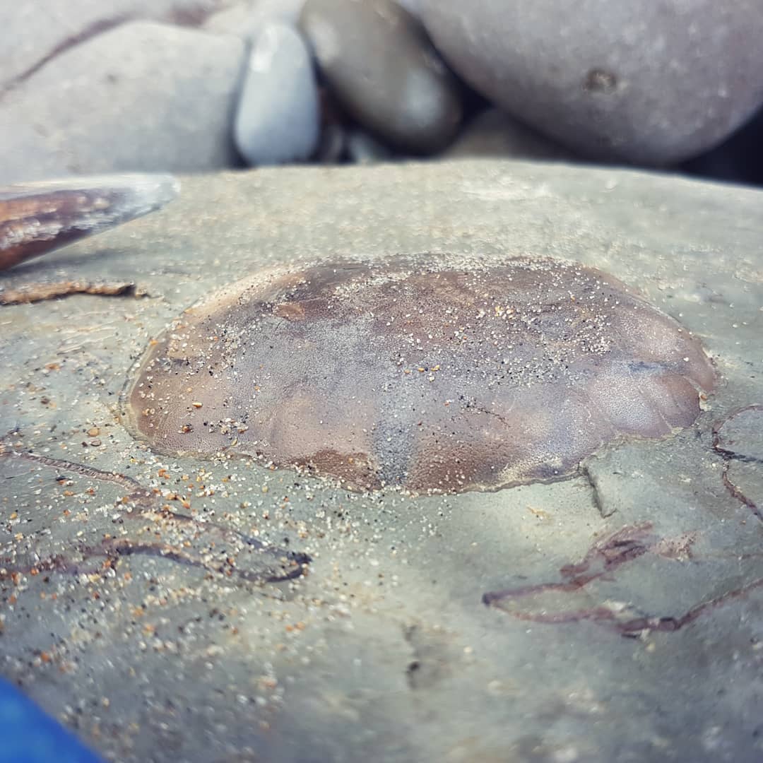 Amazing preservation on this crab carapace! Mother nature did a great prep job as well, gonna slap a bit of B72 on there and call it done 😁 

It's a pretty large concretion, weighs about 20kg. The species is a Tumidocarcinus giganteus from the middle Miocene. Found yesterday here in New Zealand.

           