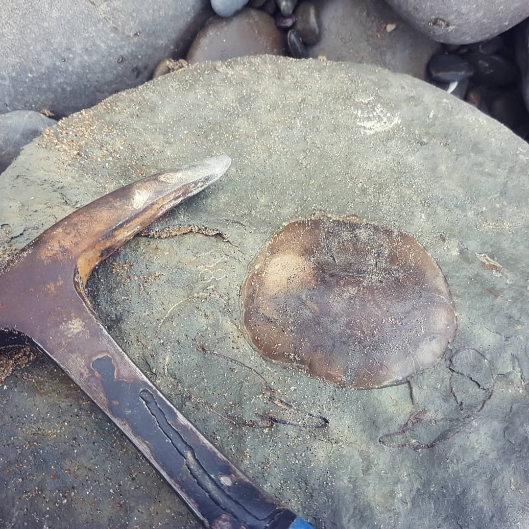 Amazing preservation on this crab carapace! Mother nature did a great prep job as well, gonna slap a bit of B72 on there and call it done 😁 

It's a pretty large concretion, weighs about 20kg. The species is a Tumidocarcinus giganteus from the middle Miocene. Found yesterday here in New Zealand.

           