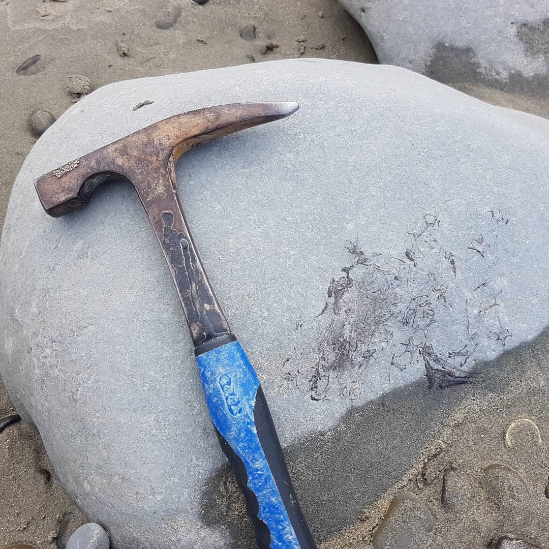 Have a look at this great bone cluster! I think I can make out some fishy bits 😁 It was too large to move but great detail in it. Had a great day down at the beach today, I'll post some more of the finds tomorrow 🐟🦈

         