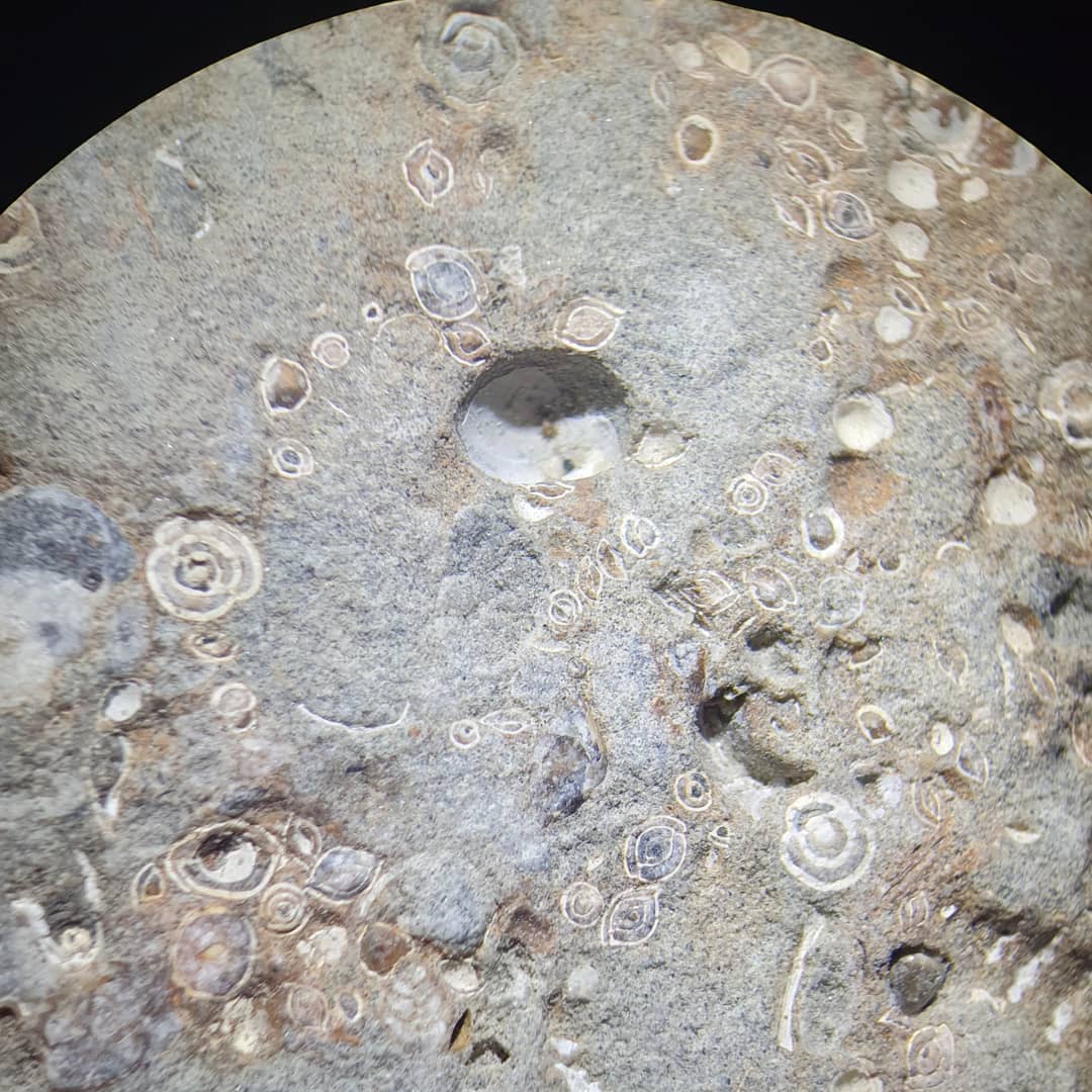 @paleo_craig spotted this concretion in amongst my collection and identified it as a huge amount of foraminifera (forams) 😯 They are tiny single cell creatures that live throughout the oceans and other bodies of water... I thought they were just tiny shells 😂

Forams can be used to get an idea of the age of an area which could be very useful as there isn't too much info available about the area where I found it.

                