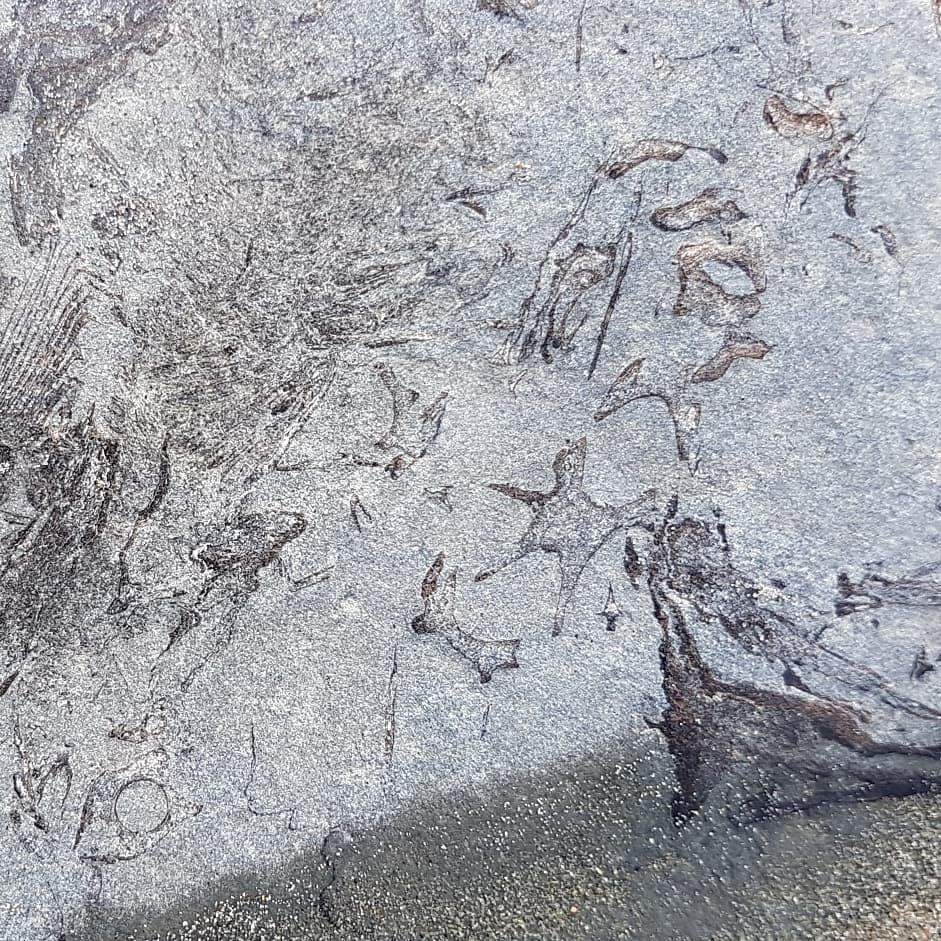 Have a look at this great bone cluster! I think I can make out some fishy bits 😁 It was too large to move but great detail in it. Had a great day down at the beach today, I'll post some more of the finds tomorrow 🐟🦈

         