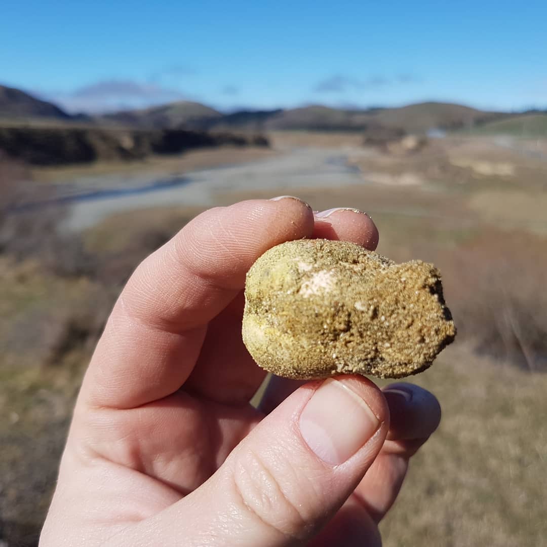 I was exploring the Mackenzie district today and found a layer of large shells! Great preservation on them and the matrix was nice and soft 😁 unsure on the age or species but will do some reading up on them.

It's a bit mind bending to find fossil shells so far from the ocean.

     kenzie    