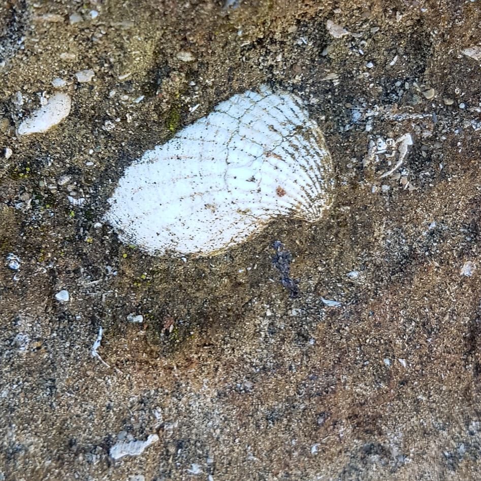 I was exploring the Mackenzie district today and found a layer of large shells! Great preservation on them and the matrix was nice and soft 😁 unsure on the age or species but will do some reading up on them.

It's a bit mind bending to find fossil shells so far from the ocean.

     kenzie    