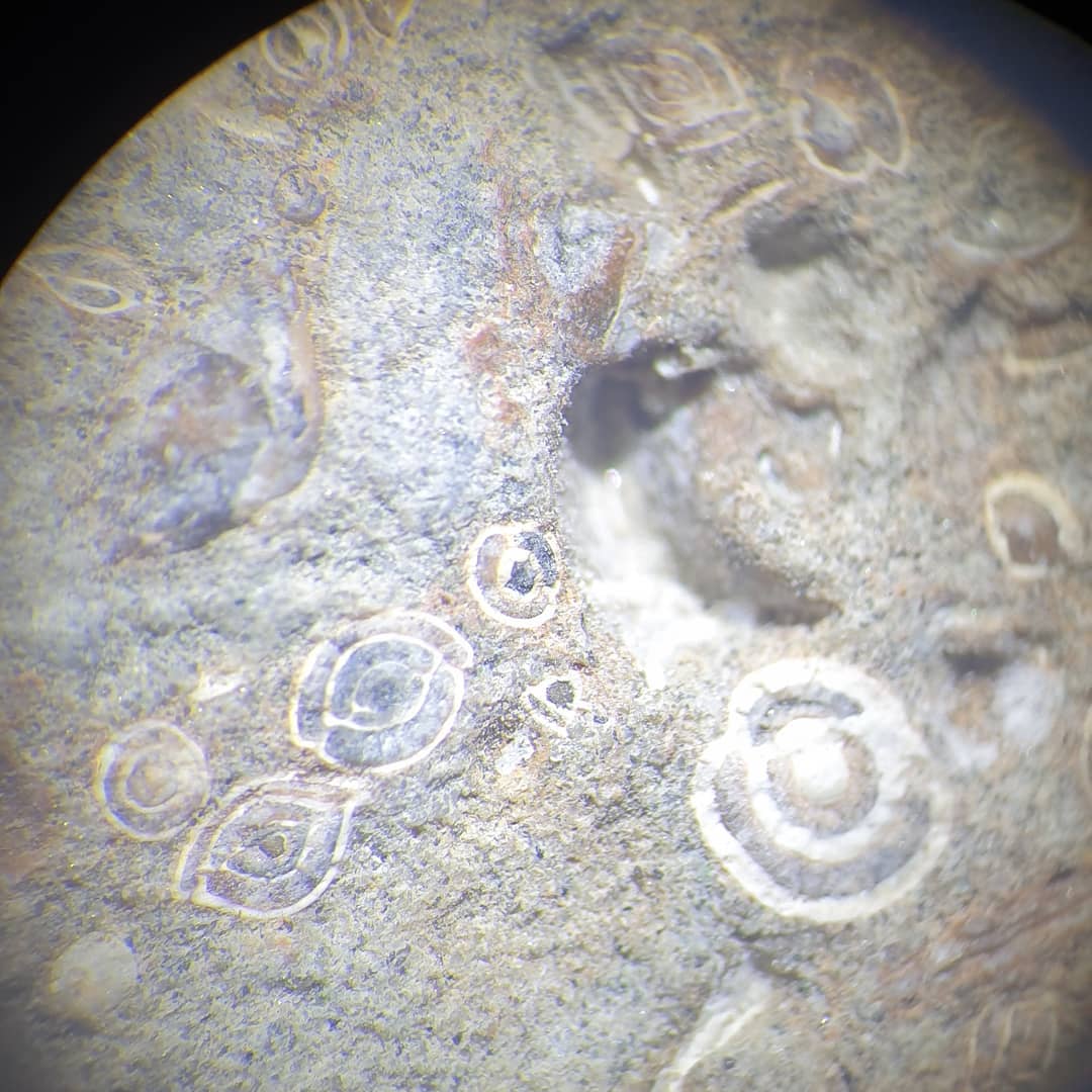 @paleo_craig spotted this concretion in amongst my collection and identified it as a huge amount of foraminifera (forams) 😯 They are tiny single cell creatures that live throughout the oceans and other bodies of water... I thought they were just tiny shells 😂

Forams can be used to get an idea of the age of an area which could be very useful as there isn't too much info available about the area where I found it.

                