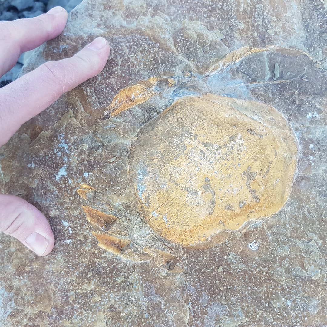 I was lucky enough to find this concretion and it's lid yesterday after it had fallen out of the cliff. It hasnt been bashed by the tide yet so in really good condition! Went back today to fetch it and managed to get it to the car after a 3 hour struggle 😂
Big Tumidocarcinus giganteus 🦀

            