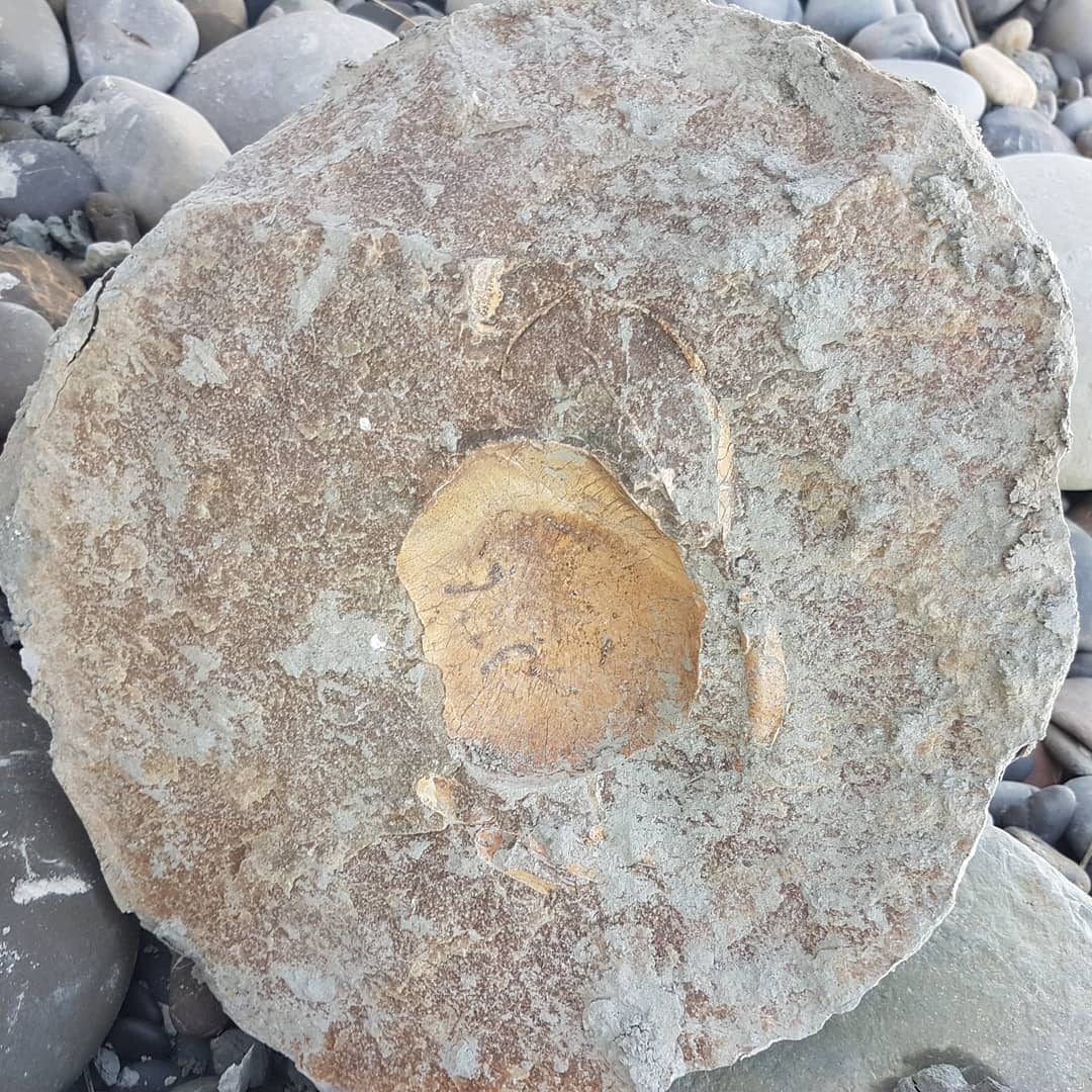 I was lucky enough to find this concretion and it's lid yesterday after it had fallen out of the cliff. It hasnt been bashed by the tide yet so in really good condition! Went back today to fetch it and managed to get it to the car after a 3 hour struggle 😂
Big Tumidocarcinus giganteus 🦀

            