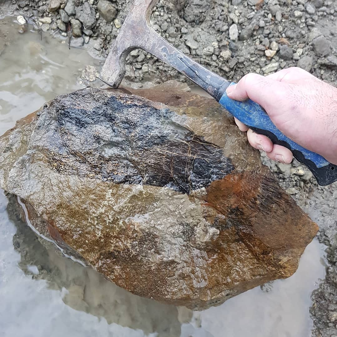 I need some help IDing what I am looking at. I'm pretty sure it is a cretaceous marine reptile but I'm not recognizing that bone shape. Anyone have any idea?

        