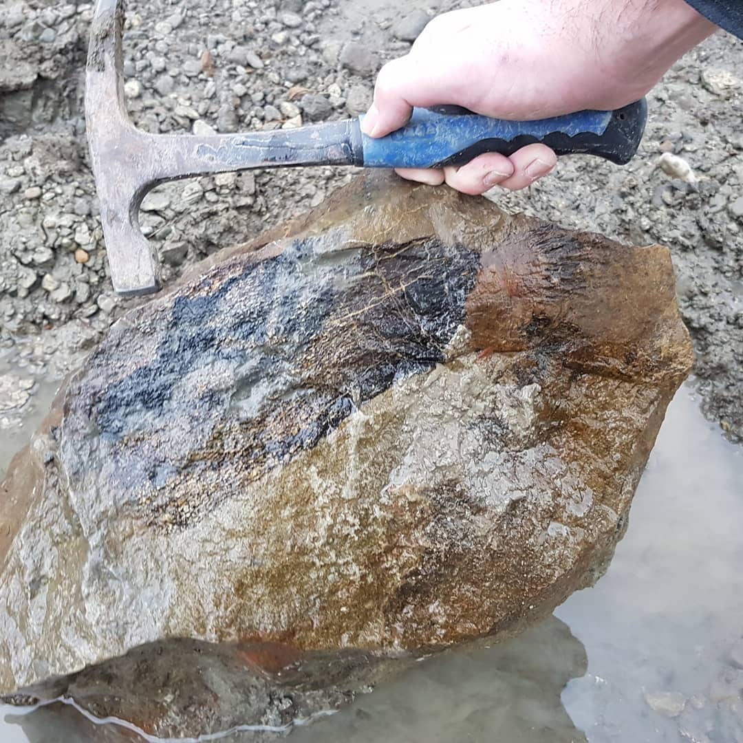 I need some help IDing what I am looking at. I'm pretty sure it is a cretaceous marine reptile but I'm not recognizing that bone shape. Anyone have any idea?

        