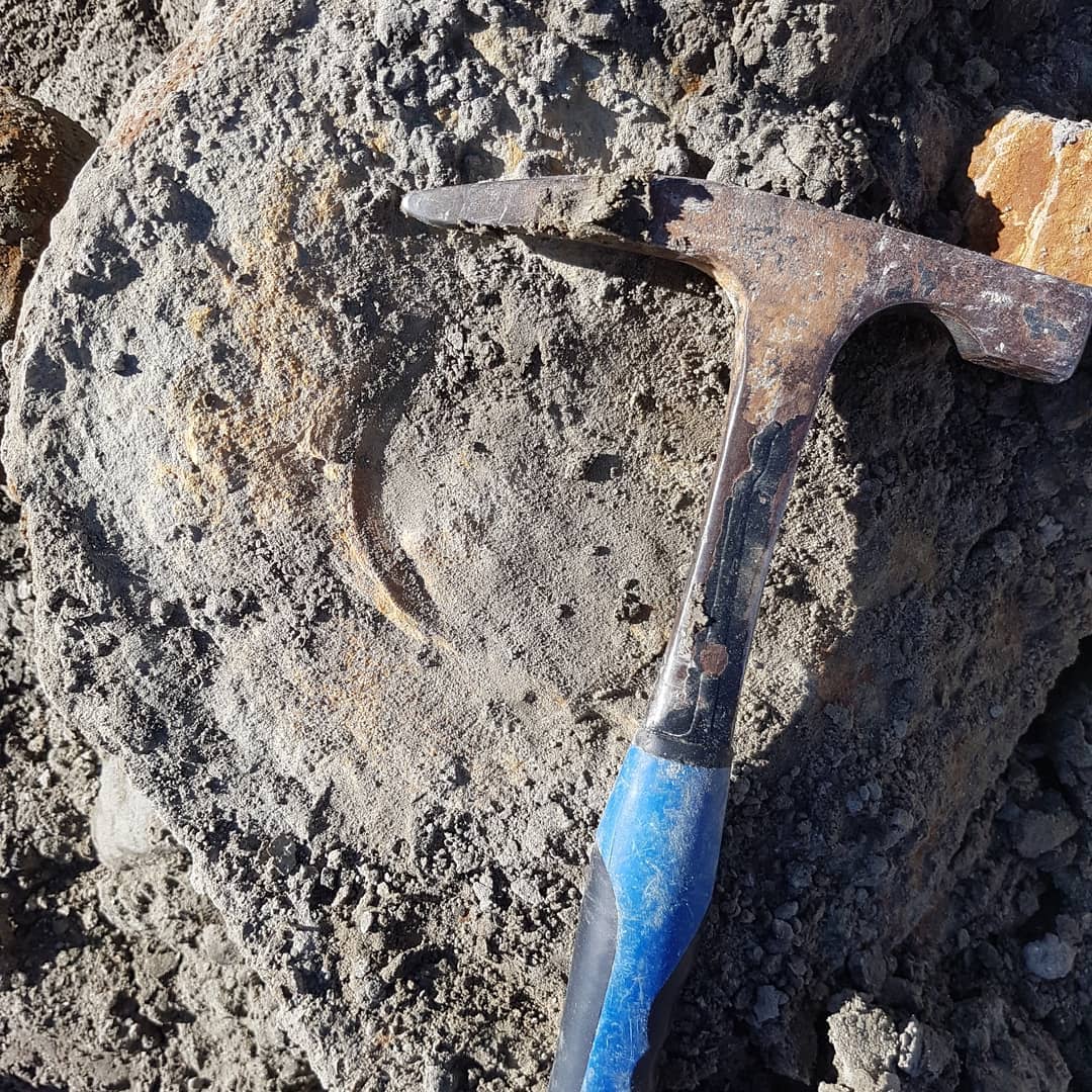 One of my best finds to date, some massive associated cretaceous or paleocene shark verts! Swipe to see them slightly cleaned up. I need to get in there and prep them a bit. Check out my YouTube channel for the full video, link in my bio.

   