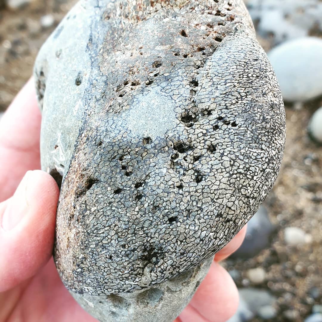 A beautiful piece of fossil cetacean (probably whale) I found a couple of hours ago. The cancellous tissue (honeycombing)  seems to have been filled with some type of mineral. It still has a bit of host rock attached to it.

It's probably Miocene in age.

          