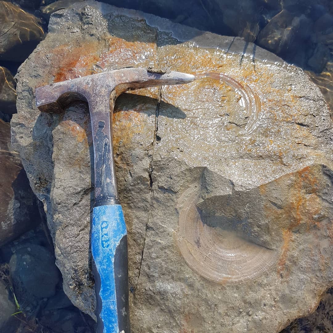 One of my best finds to date, some massive associated cretaceous or paleocene shark verts! Swipe to see them slightly cleaned up. I need to get in there and prep them a bit. Check out my YouTube channel for the full video, link in my bio.

   