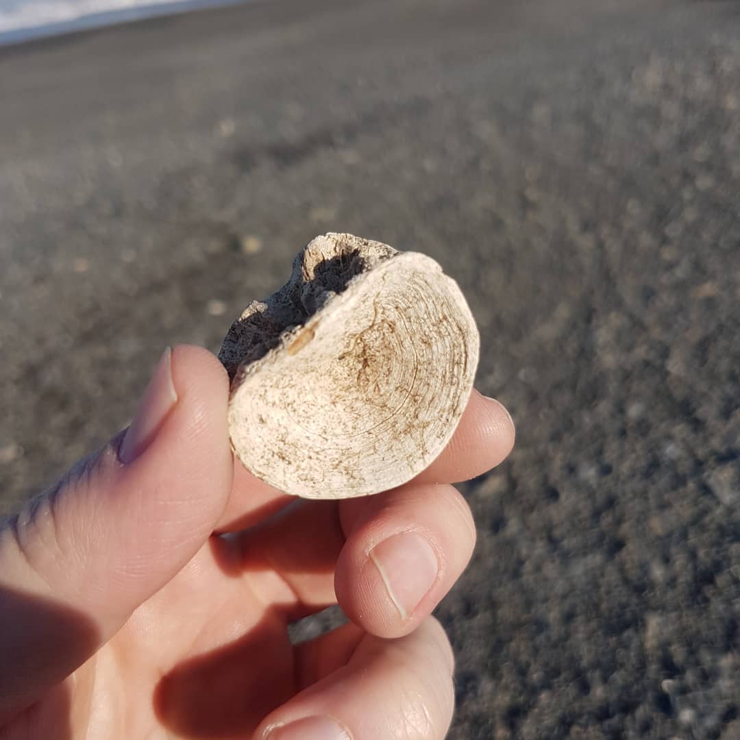 I went on an exploring mission today, 10km in 3 hours 😁 Found a nice shark vert, fish skull?, and a great layer of fossil shells. Also, a hardhat with some large barnacles on it. I was spoiled by the sunset, complete with a family of black swans 🦃 swipe for more photos.

            