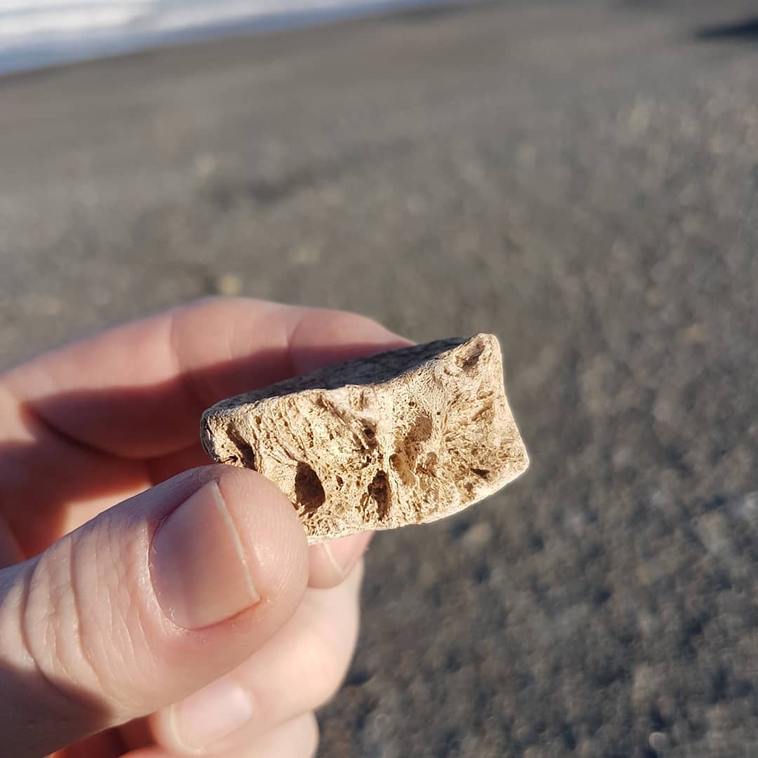 I went on an exploring mission today, 10km in 3 hours 😁 Found a nice shark vert, fish skull?, and a great layer of fossil shells. Also, a hardhat with some large barnacles on it. I was spoiled by the sunset, complete with a family of black swans 🦃 swipe for more photos.

            