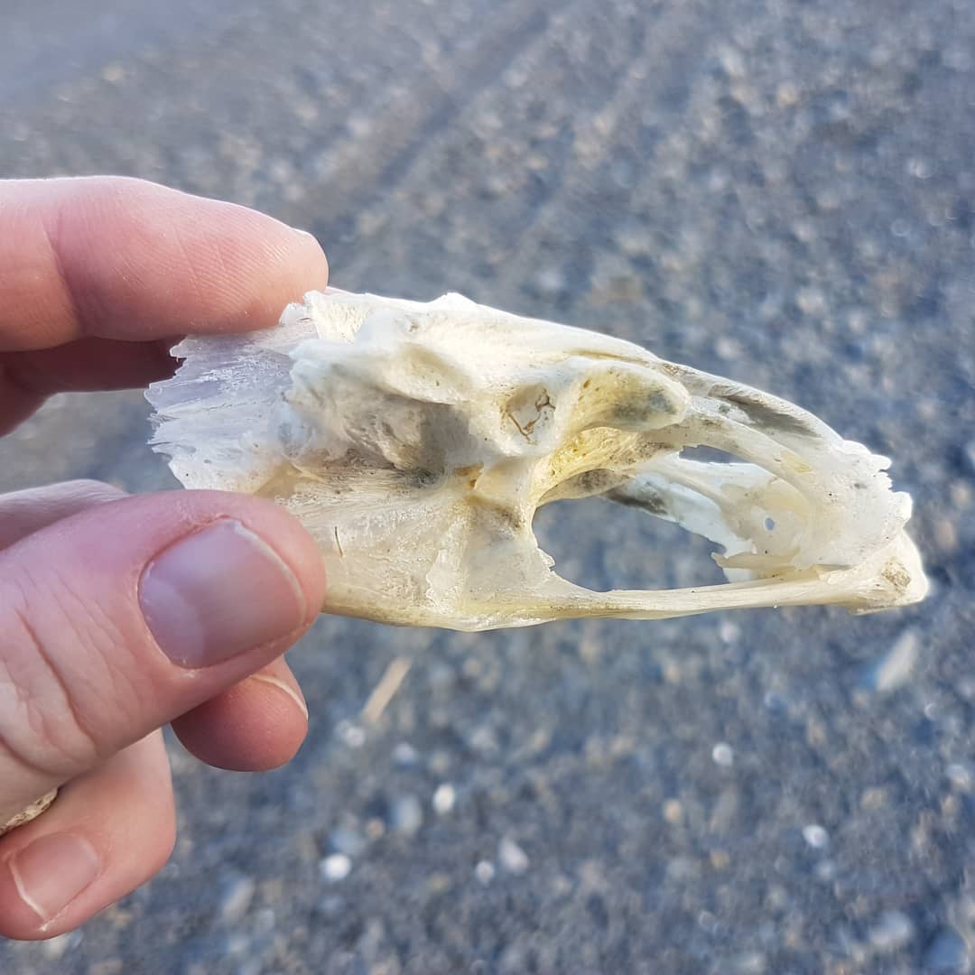 I went on an exploring mission today, 10km in 3 hours 😁 Found a nice shark vert, fish skull?, and a great layer of fossil shells. Also, a hardhat with some large barnacles on it. I was spoiled by the sunset, complete with a family of black swans 🦃 swipe for more photos.

            