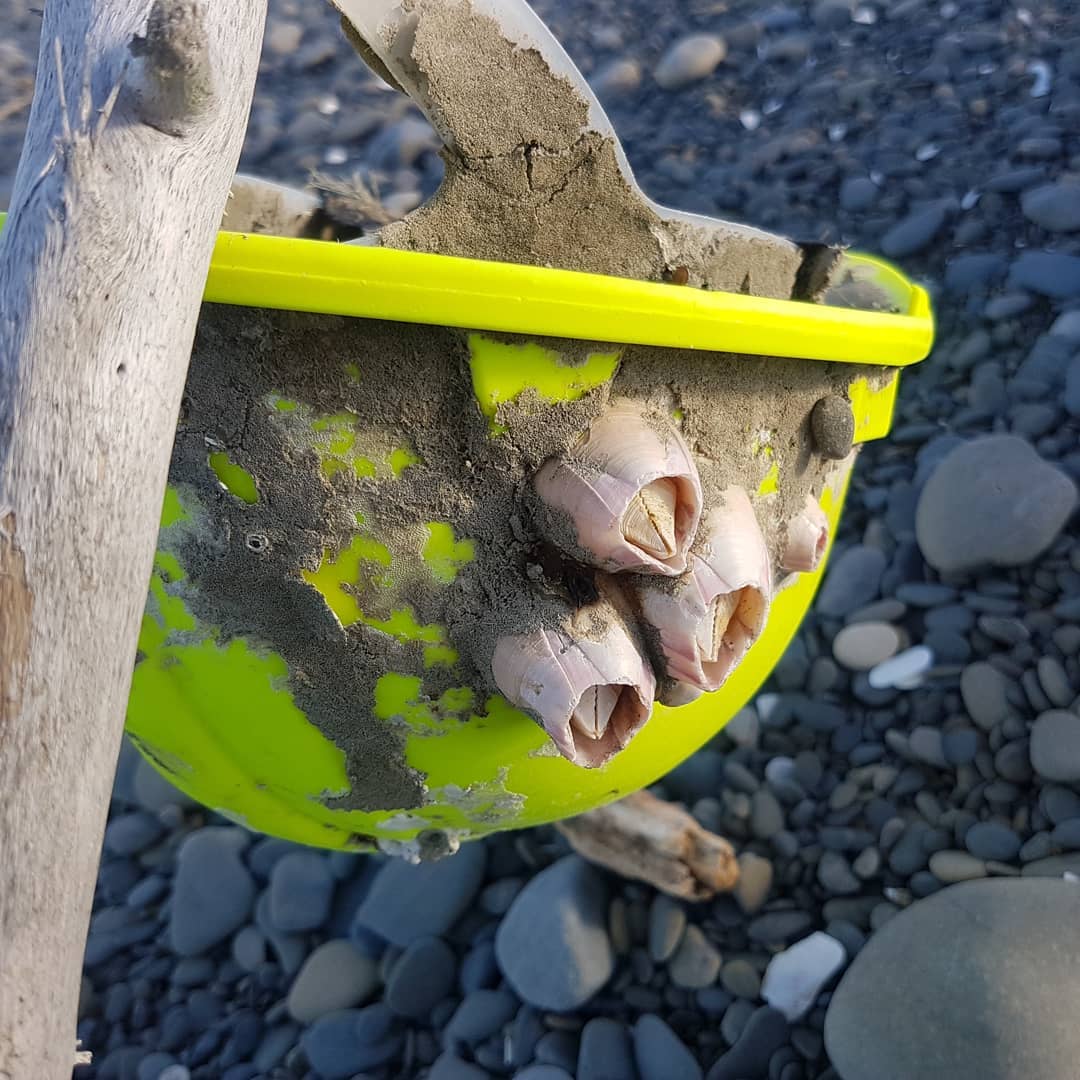 I went on an exploring mission today, 10km in 3 hours 😁 Found a nice shark vert, fish skull?, and a great layer of fossil shells. Also, a hardhat with some large barnacles on it. I was spoiled by the sunset, complete with a family of black swans 🦃 swipe for more photos.

            