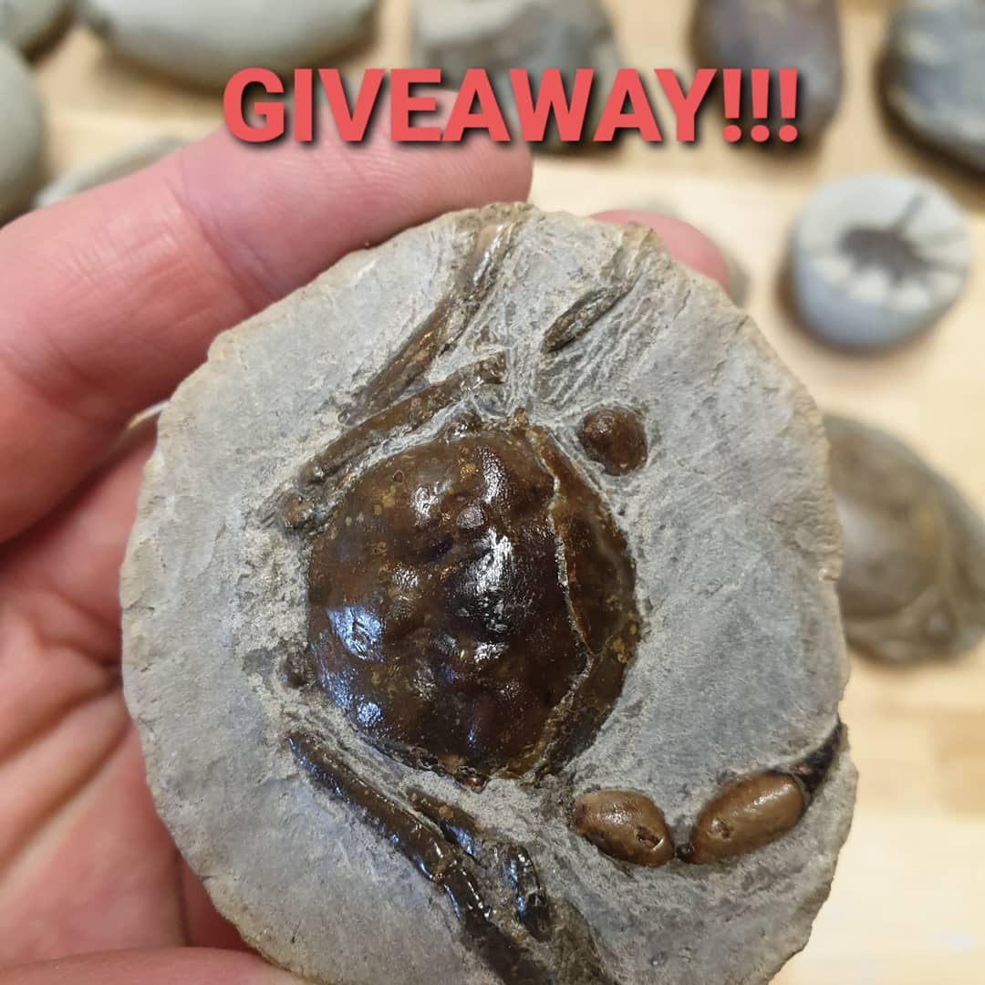 Fossil crab giveaway! 🦀🦀🦀 I'm giving this small Pulalius vulgaris crab away that I finished prepping last night, video will be out in 5 hours on my YouTube channel (link in my bio).

To enter:

1. Tag two people in the post, both in the same comment
2. Like the post
3. Make sure you are following me on Instagram 

Enter as many times as you like but please only tag people that might enjoy posts about fossils 🦕🦖🦀

I'll draw the winner in a week by selecting a random comment and ship it to you free of charge.

          